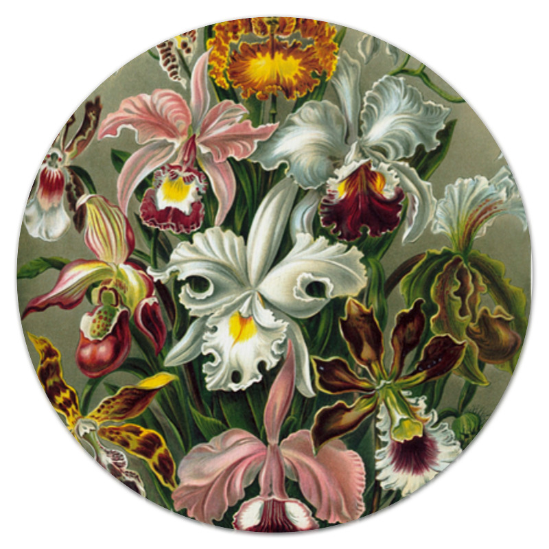 Printio Коврик для мышки (круглый) Орхидеи (orchideae, ernst haeckel)