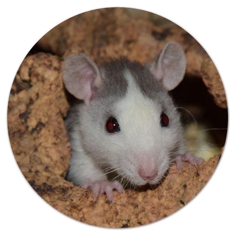 Printio Коврик для мышки (круглый) Крыса символ 2020 года printio коврик для мышки круглый милый символ года