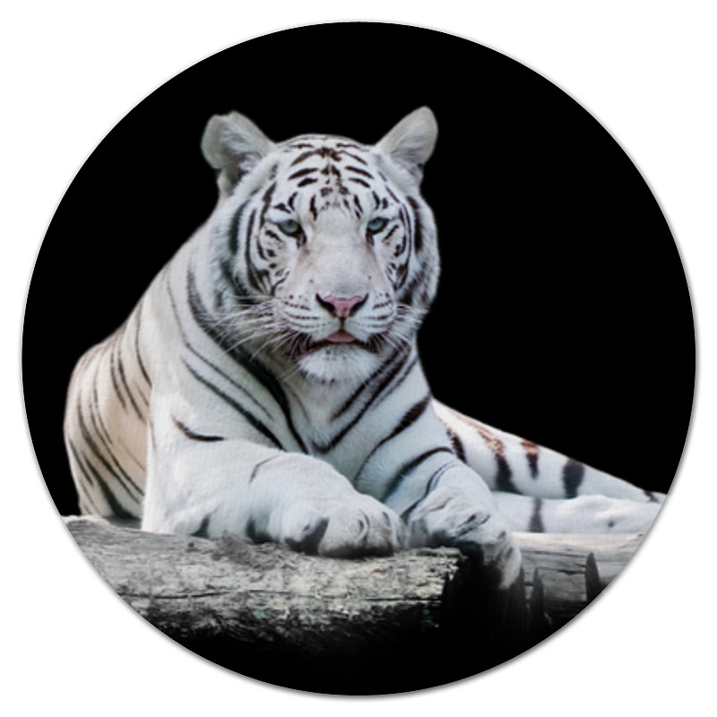 Printio Коврик для мышки (круглый) Белый тигр printio коврик для мышки круглый тигр в маске