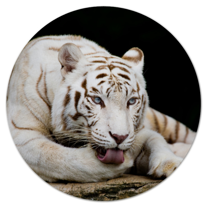 Printio Коврик для мышки (круглый) Белый тигр