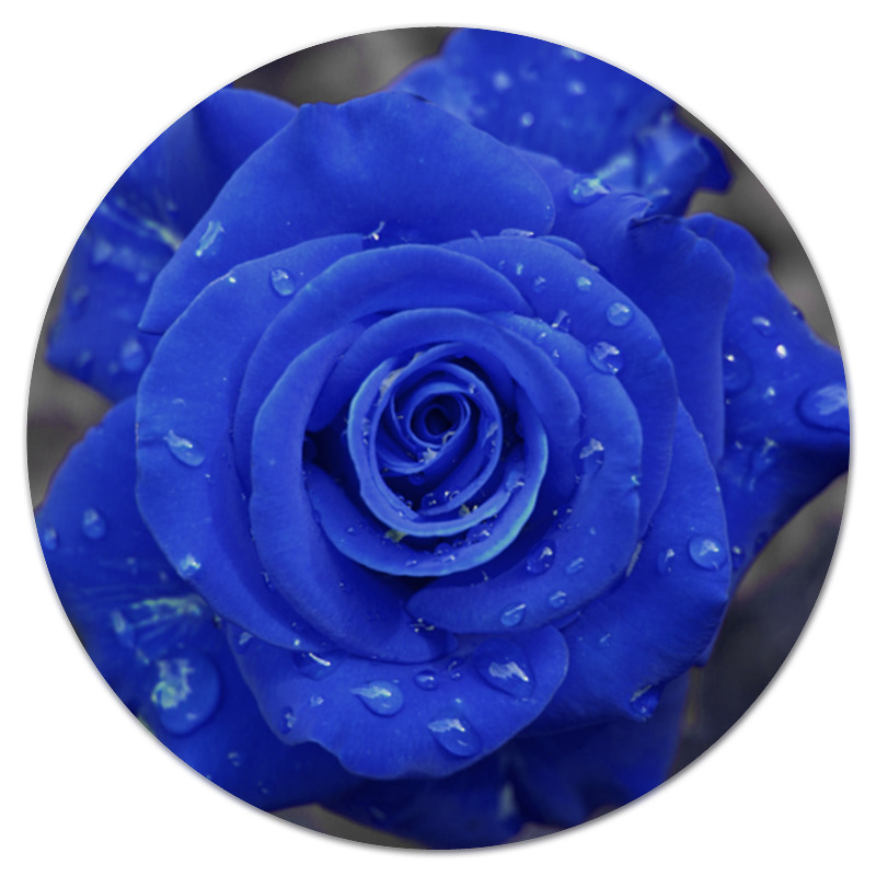 Printio Коврик для мышки (круглый) Синяя роза