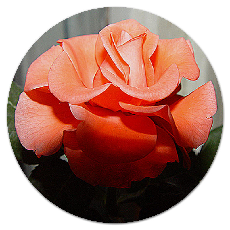Printio Коврик для мышки (круглый) Роза. цена и фото