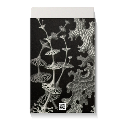 Заказать подарочную упаковку в Москве. Коробка для чехлов Лишайники (Lichenes, Ernst Haeckel) от Apfelbaum - готовые дизайны и нанесение принтов.