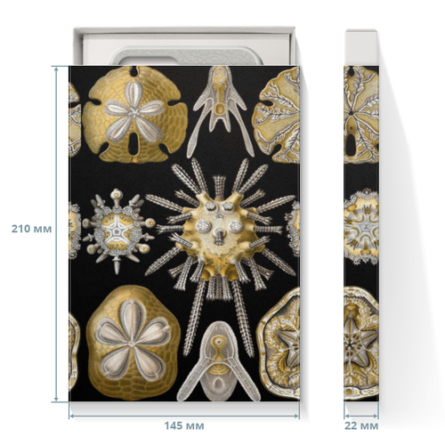Заказать подарочную упаковку в Москве. Коробка для чехлов Echinidea (Эхинидея), Ernst Haeckel от Apfelbaum - готовые дизайны и нанесение принтов.