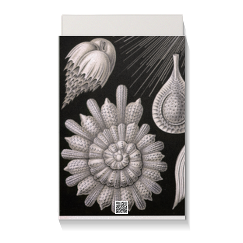 Заказать подарочную упаковку в Москве. Коробка для чехлов Globigerina, Ernst Haeckel от Apfelbaum - готовые дизайны и нанесение принтов.