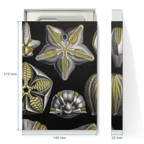 Заказать подарочную упаковку в Москве. Коробка для чехлов Бластоидеи (Blastoidea, Ernst Haeckel) от Apfelbaum - готовые дизайны и нанесение принтов.