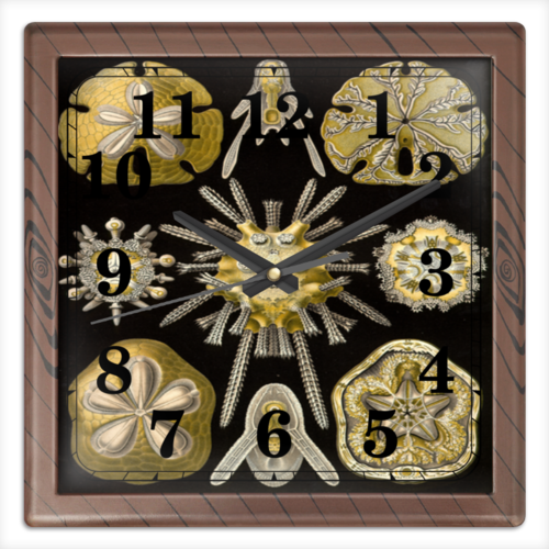 Заказать часы для офиса в Москве. Часы квадратные из пластика (под дерево) Echinidea (Эхинидея), Ernst Haeckel от Apfelbaum - готовые дизайны и нанесение принтов.