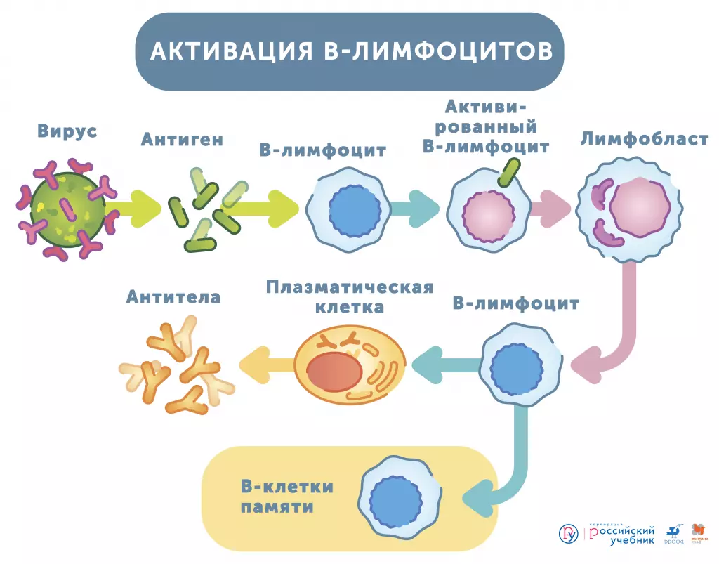 Зачем нужен иммунитет, и как он работает? Тема для проектной деятельности —  Группа компаний «Просвещение»