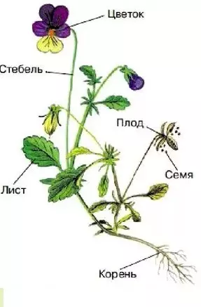 Правильное проращивание семян (метод Х)