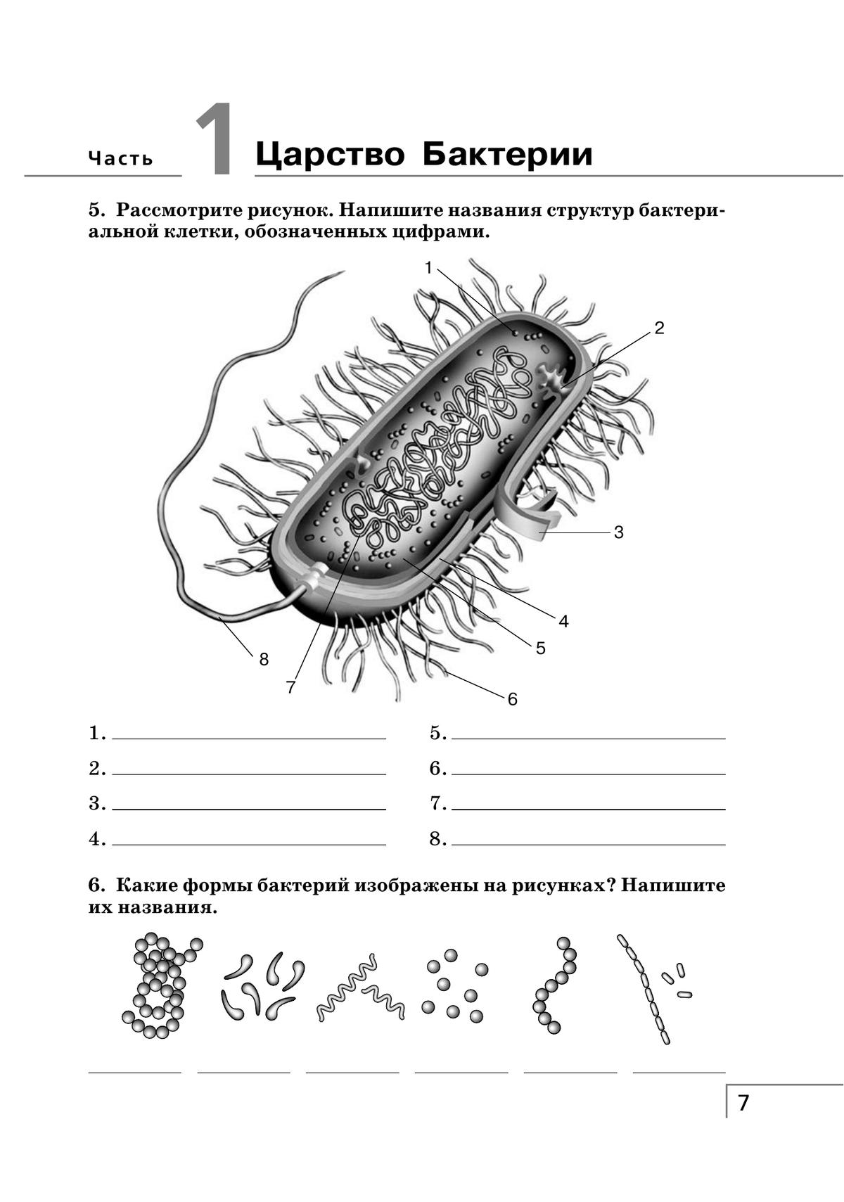 Самостоятельная работа по биологии 7 бактерии. Названия структур бактериальной клетки обозначенных цифрами. Строение бактериальной клетки 7 класс биология. Строение бактериальной клетки рабочая тетрадь. Схема строения бактериальной клетки 5 класс биология Сивоглазов.