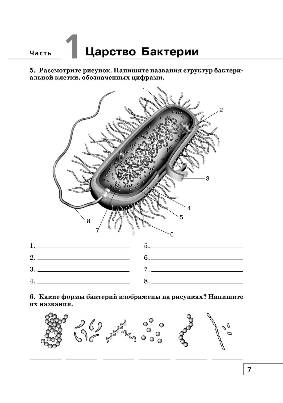 Самостоятельная работа по биологии 7 бактерии