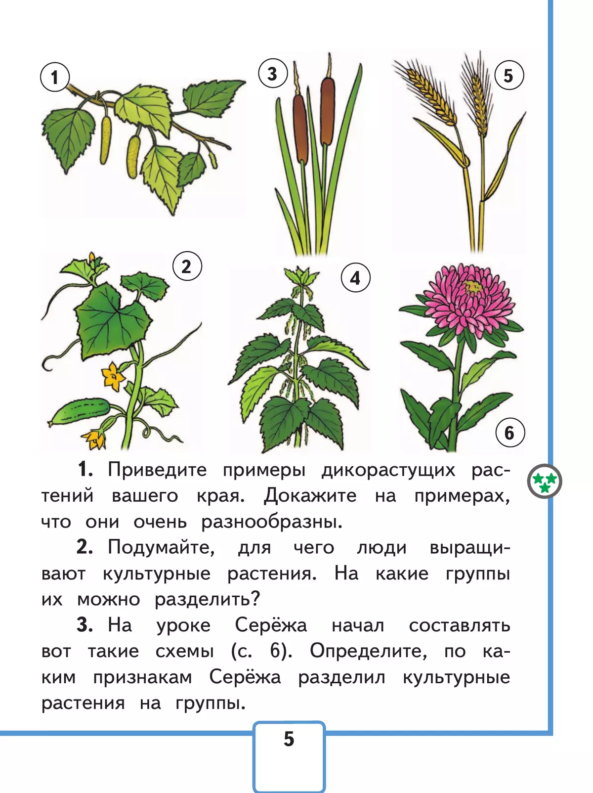 Рисунок раннецветущих растений 6 класс