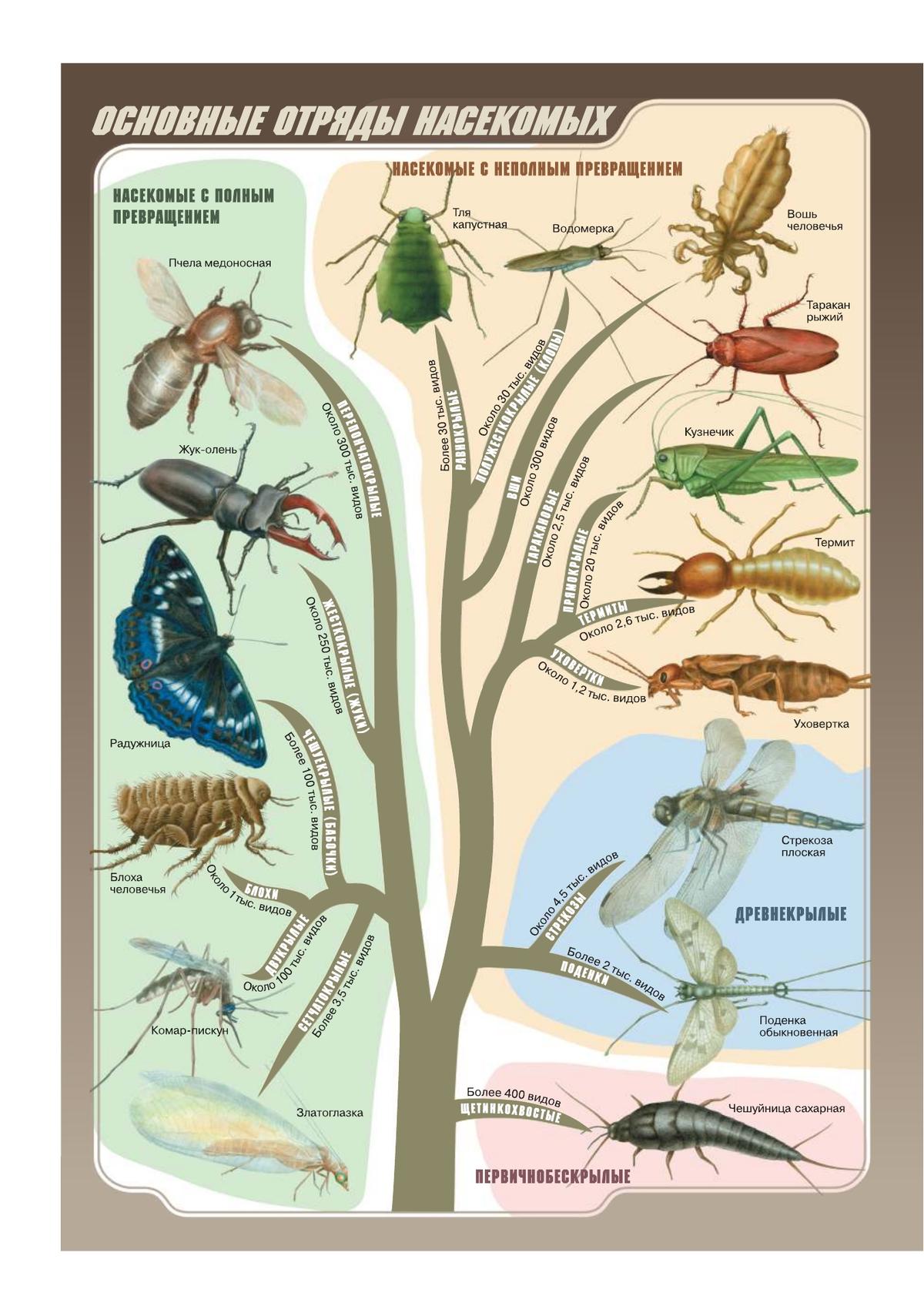 7 отрядов насекомых. Наглядное пособие 