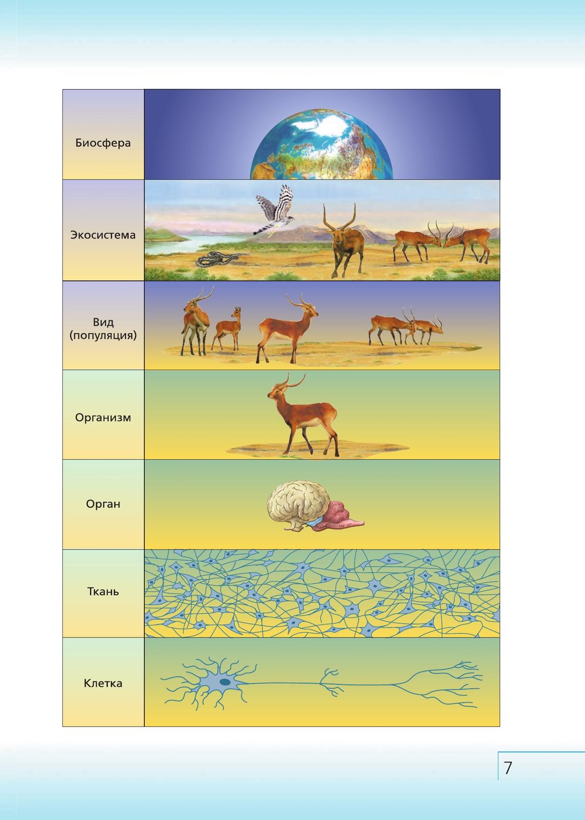 7 биосфера. Популяция экосистема Биосфера. Биоценоз экосистема Биосфера. Популяция вид биоценоз биогеоценоз Биосфера. Организм - популяция - вид - биогеоценоз - Биосфера.