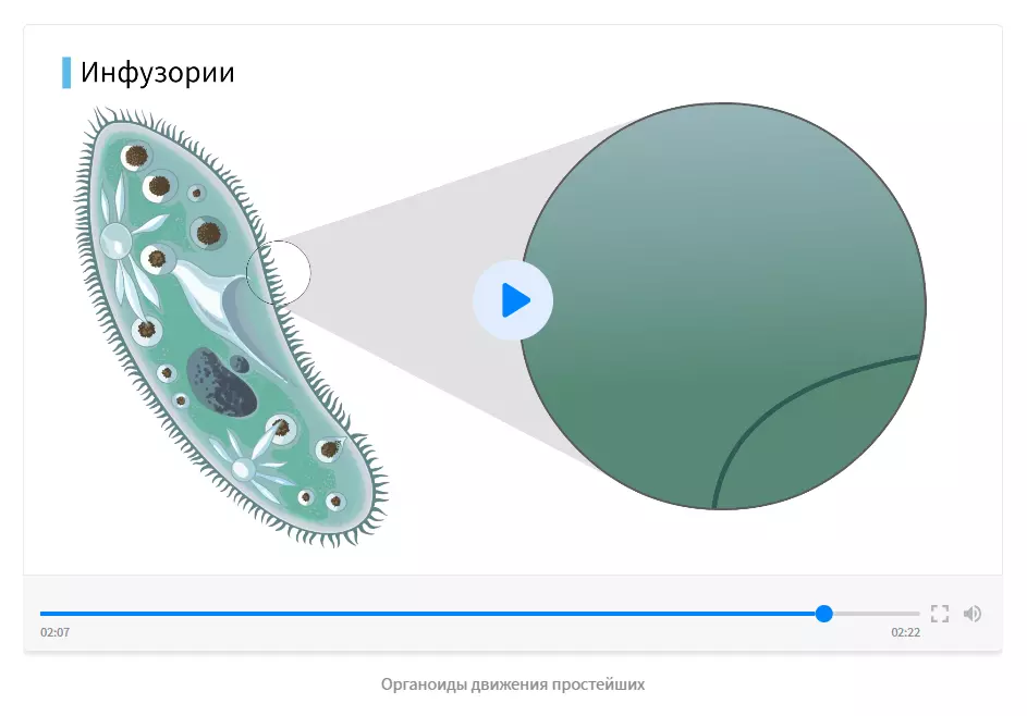 Строение инфузории