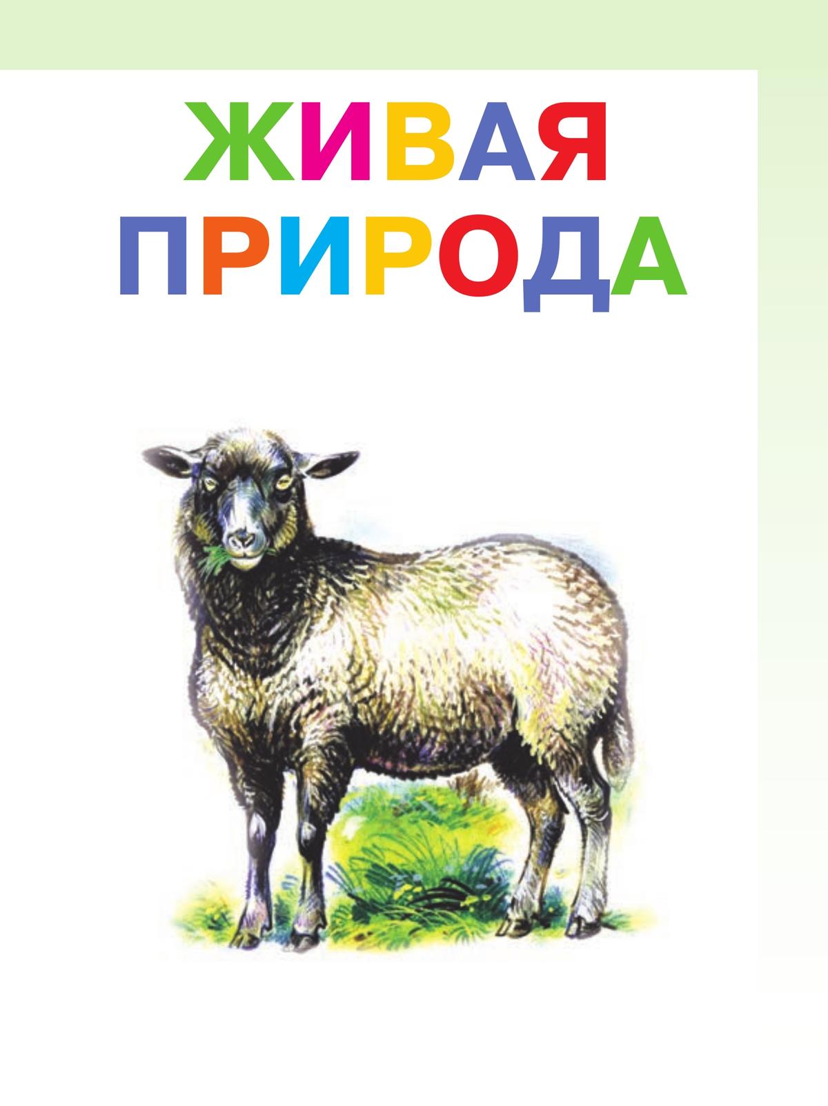 Мир природы и человека. 2 класс. Учебник. В 2 ч. Часть 2 (для обучающихся с интеллектуальными нарушениями) 7