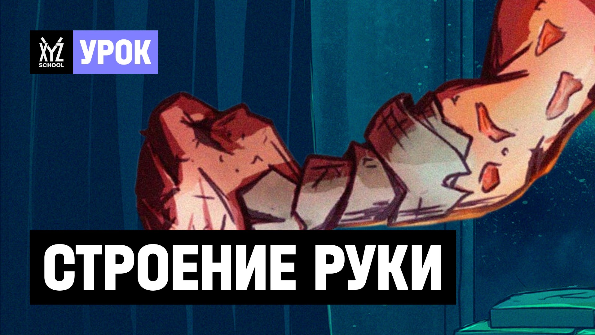 Строение руки