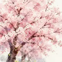 Cherry Blossom