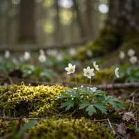 Forest Flowers