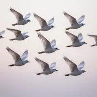 Birds In Flight Art