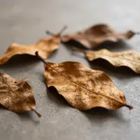 Dry Leaves