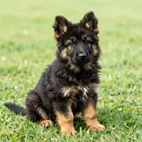 German Shepherds