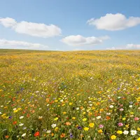 Wildflower Meadow