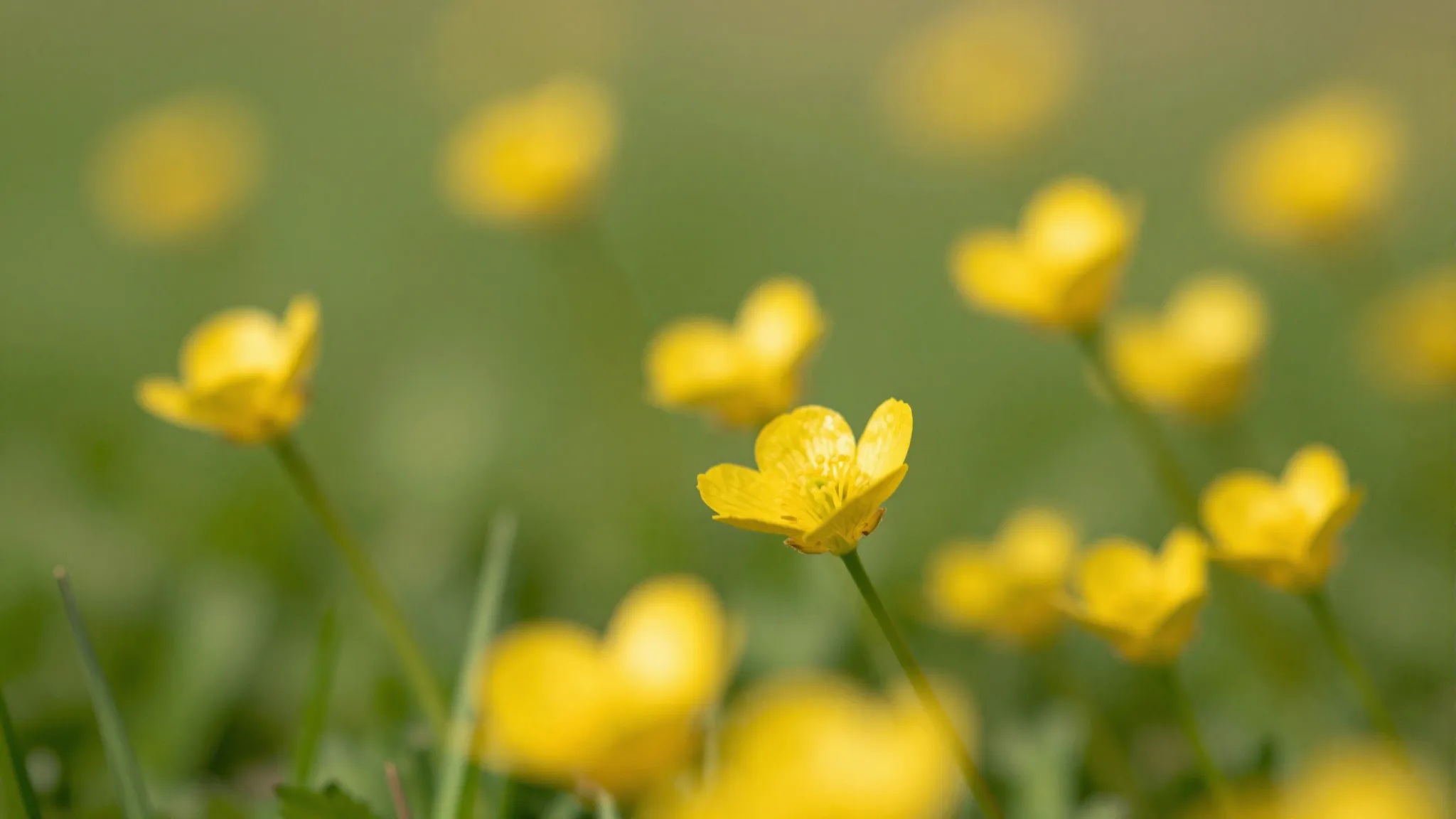 Close up of yellow buttercups in a green field, sunlight fil...
