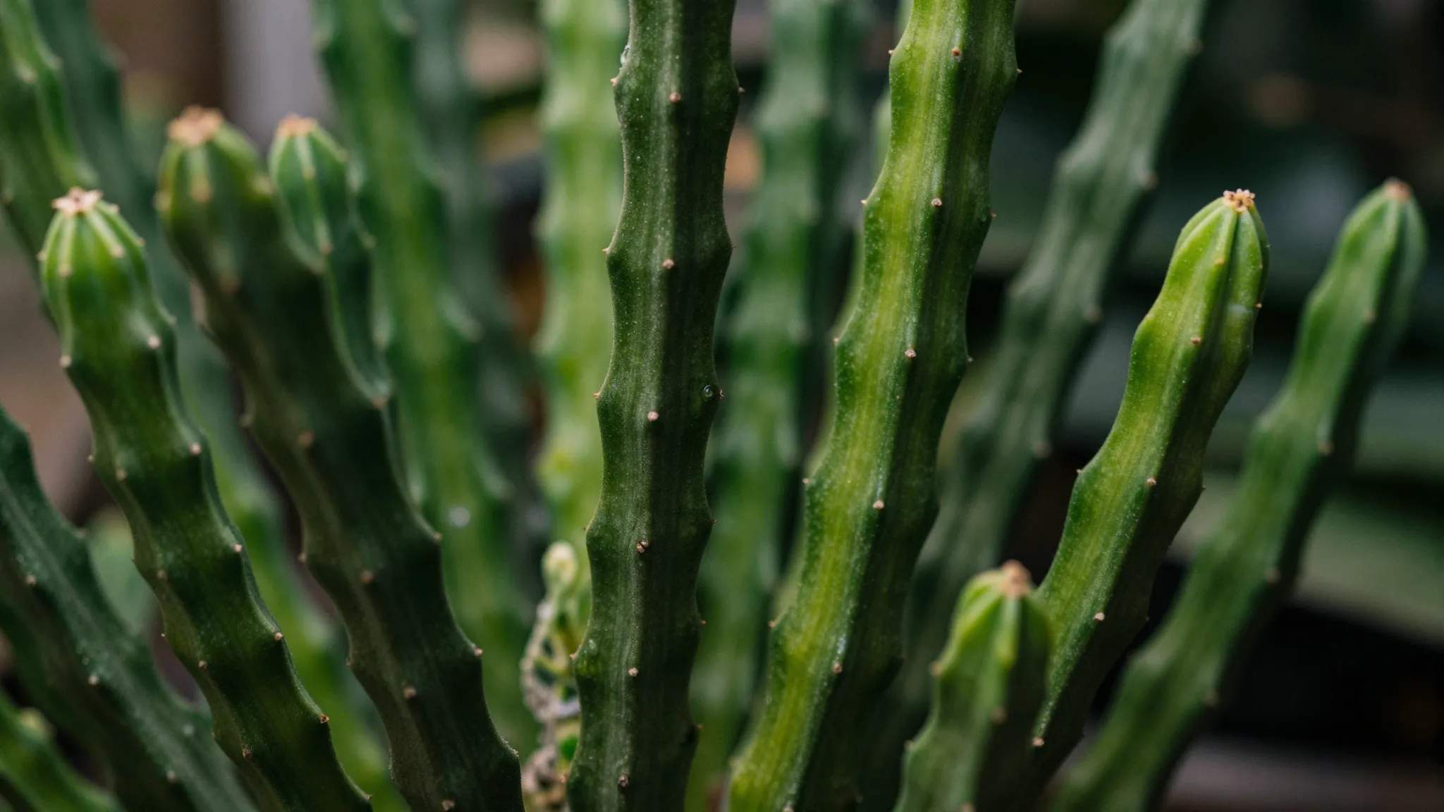 Close-up of a Hatiora plant with its unique segmented stems,...