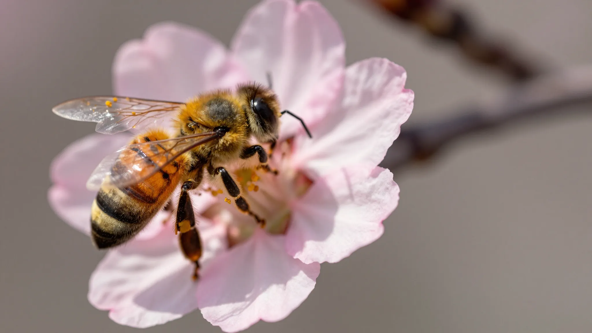 Macro photography of a honey bee on a delicate pink cherry b...