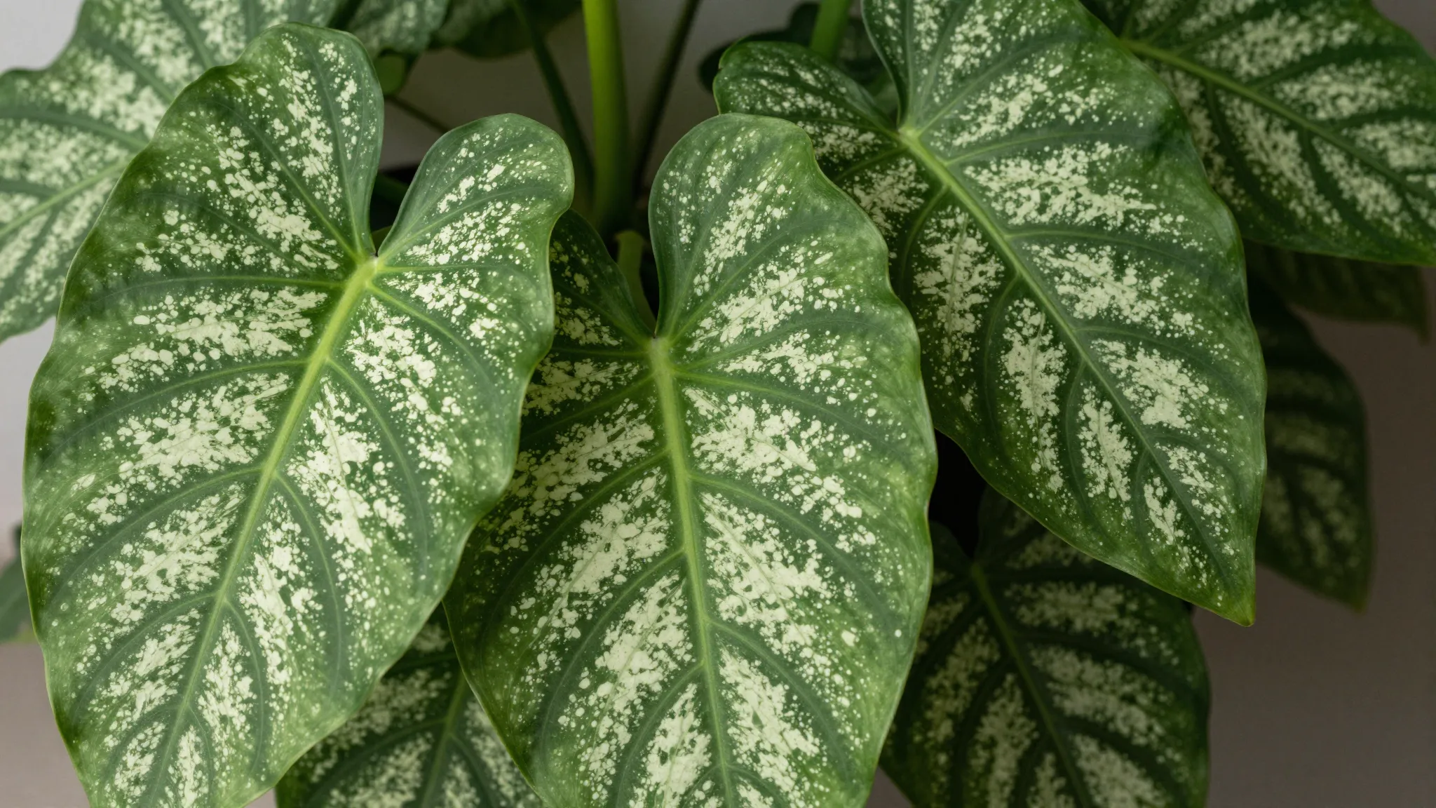 Close-up of Dieffenbachia Compacta leaves, vibrant green wit...