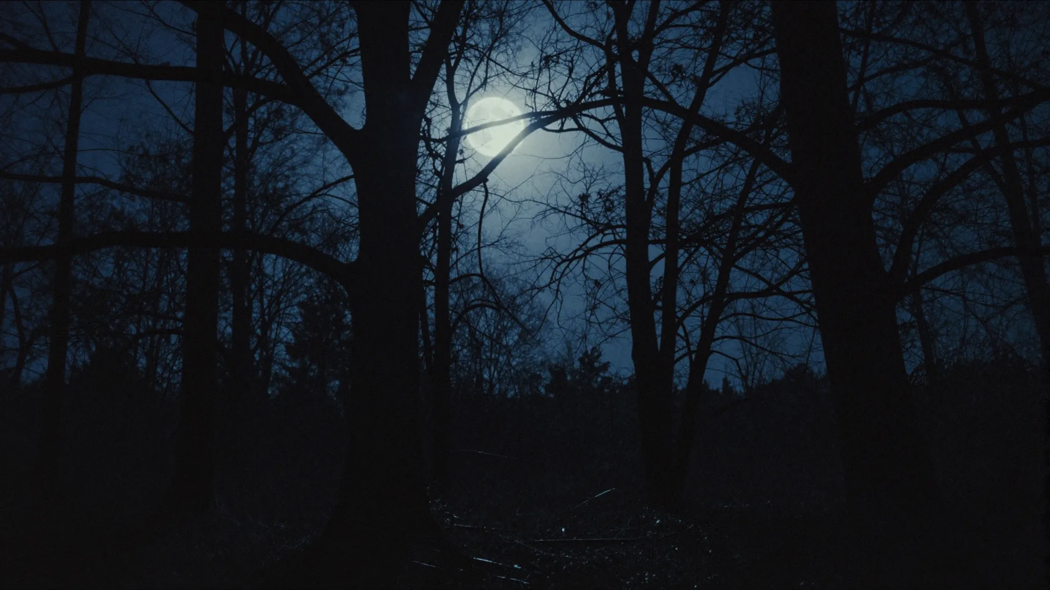 Dark forest in moonlight, silhouettes of twisted trees, cold...
