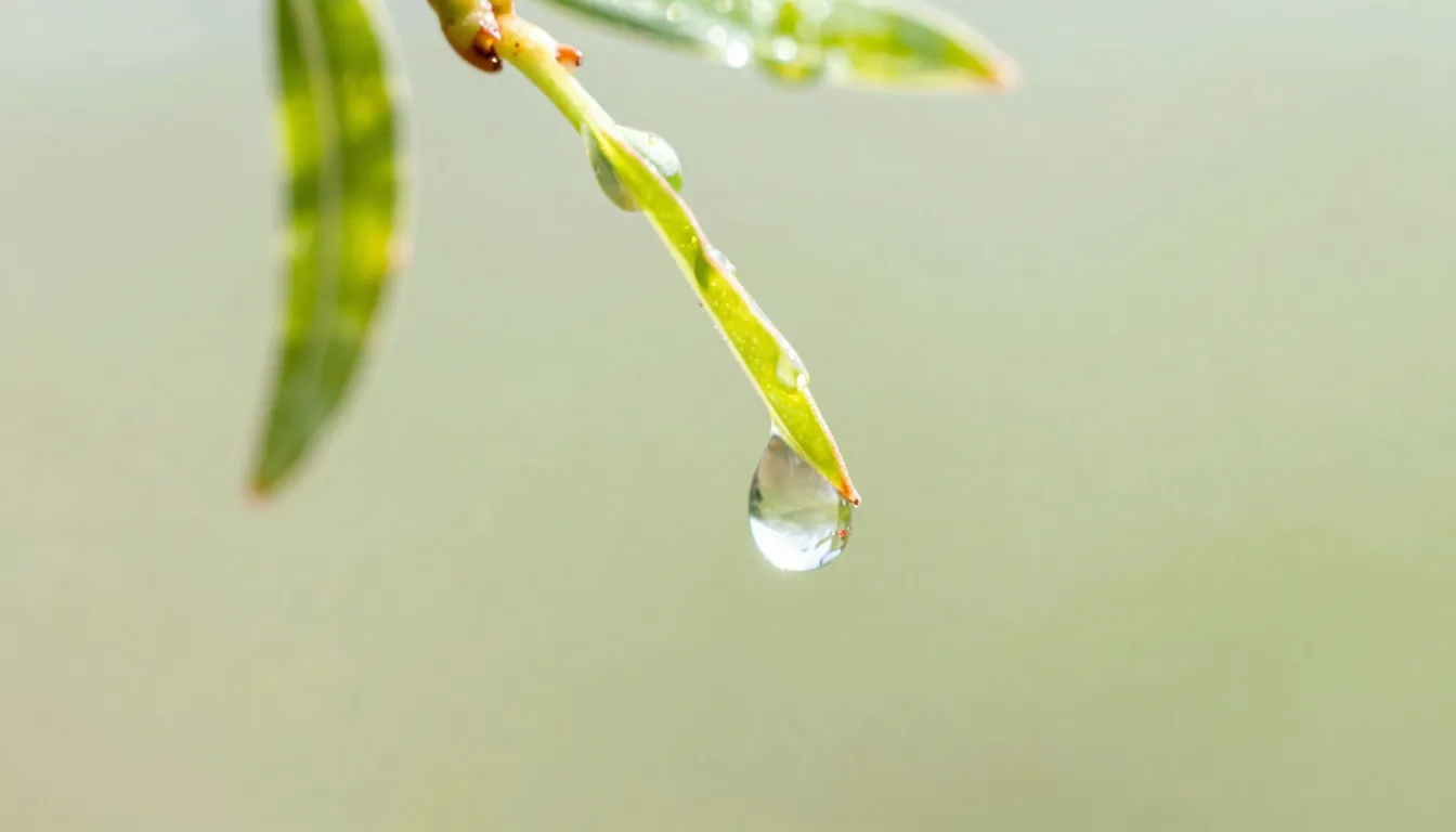 Macro photography of a single water drop about to fall from ...