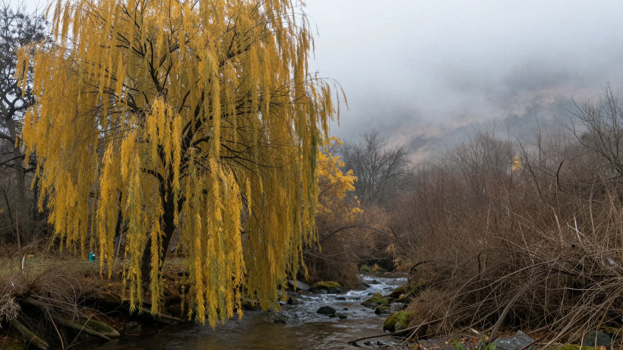 Autumn landscape with a weeping willow, golden yellow leaves...