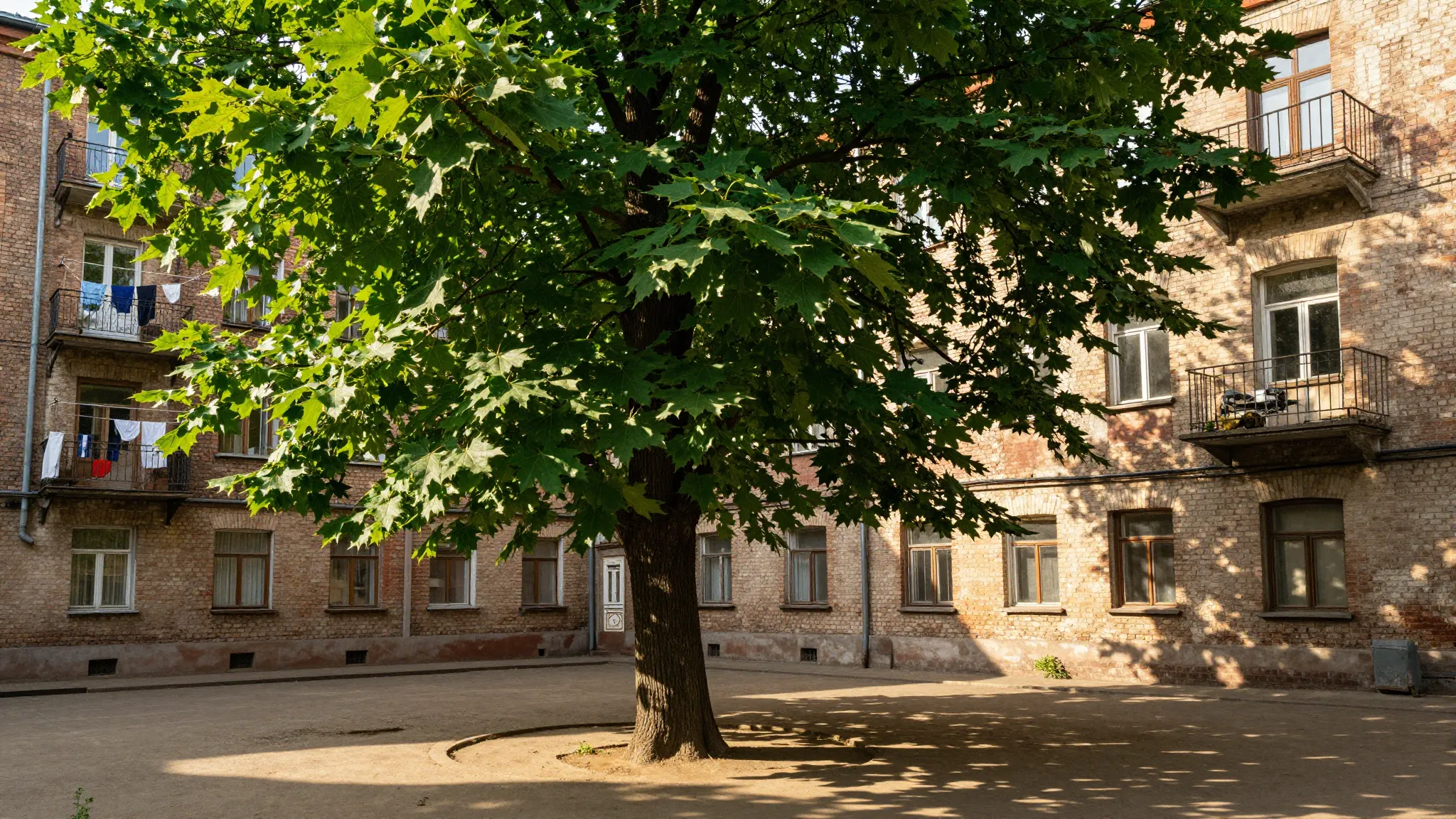 A majestic, giant green maple tree standing tall in the cent...