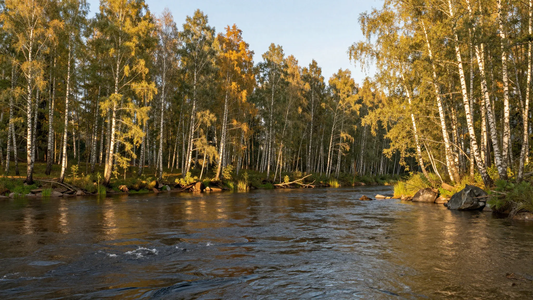 Majestic Russian nature, wide river flowing through a forest...