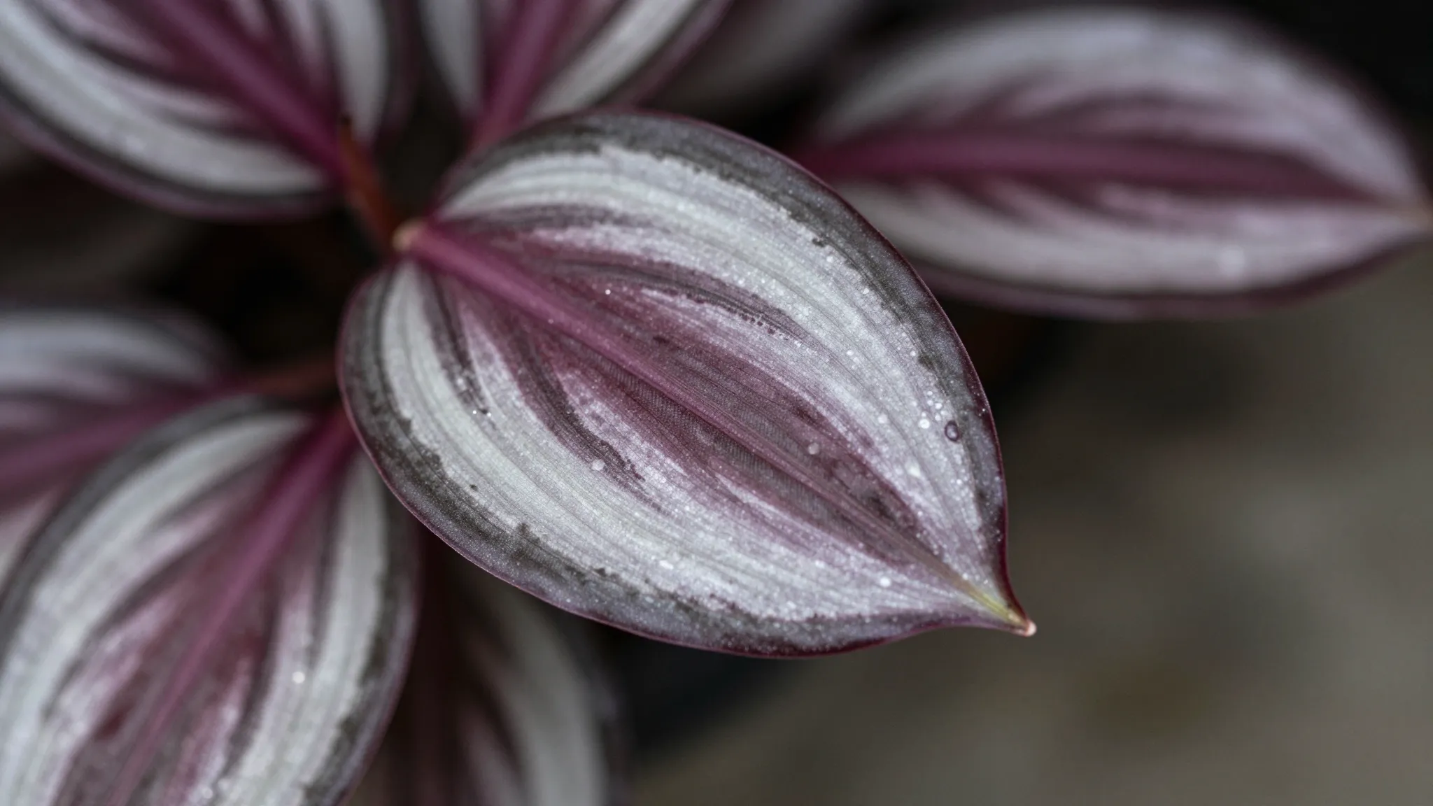 Macro shot of Tradescantia zebrina burgundy leaves, shimmeri...