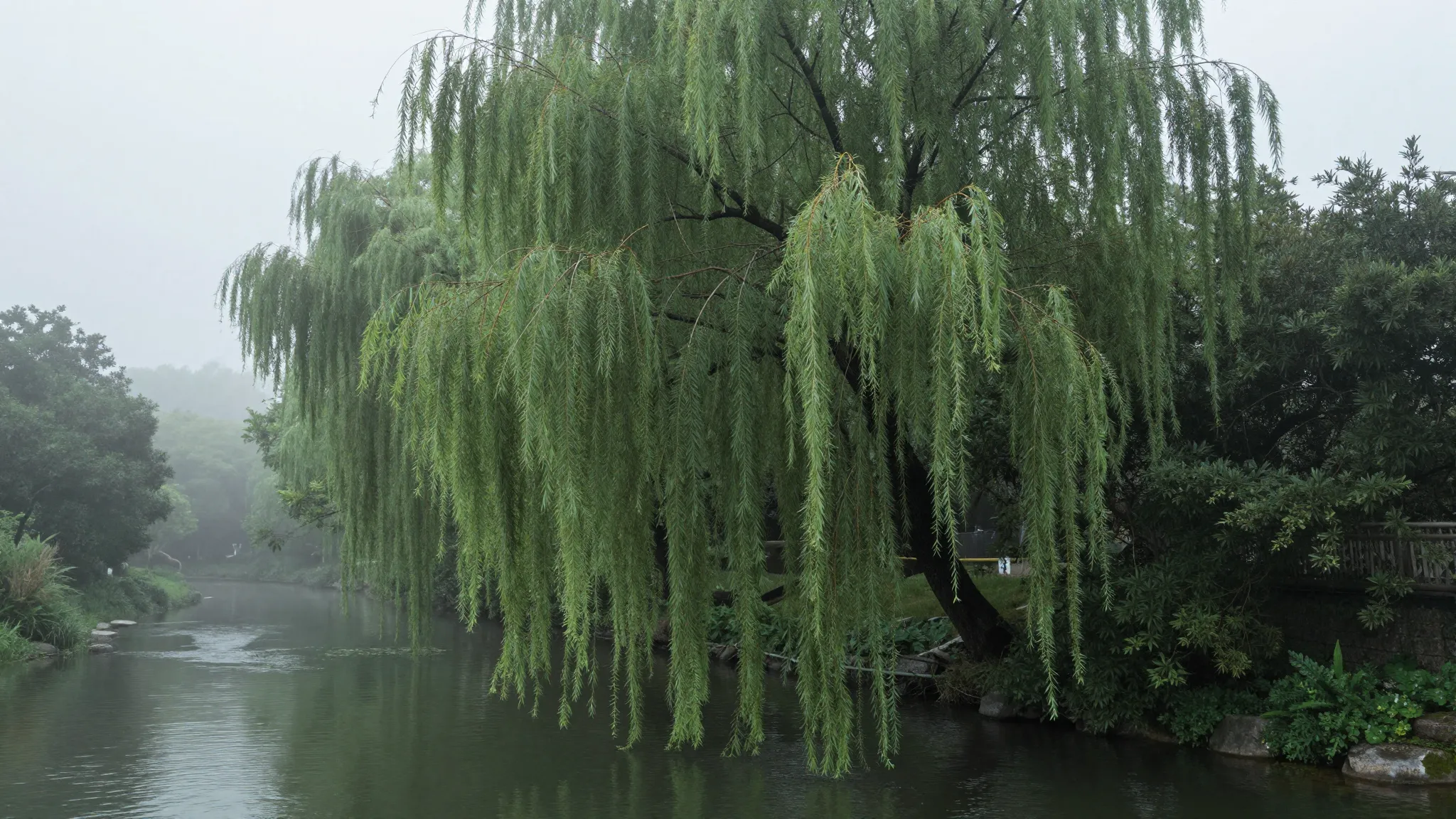 A weeping willow in late summer, overcast sky, thick fog ove...