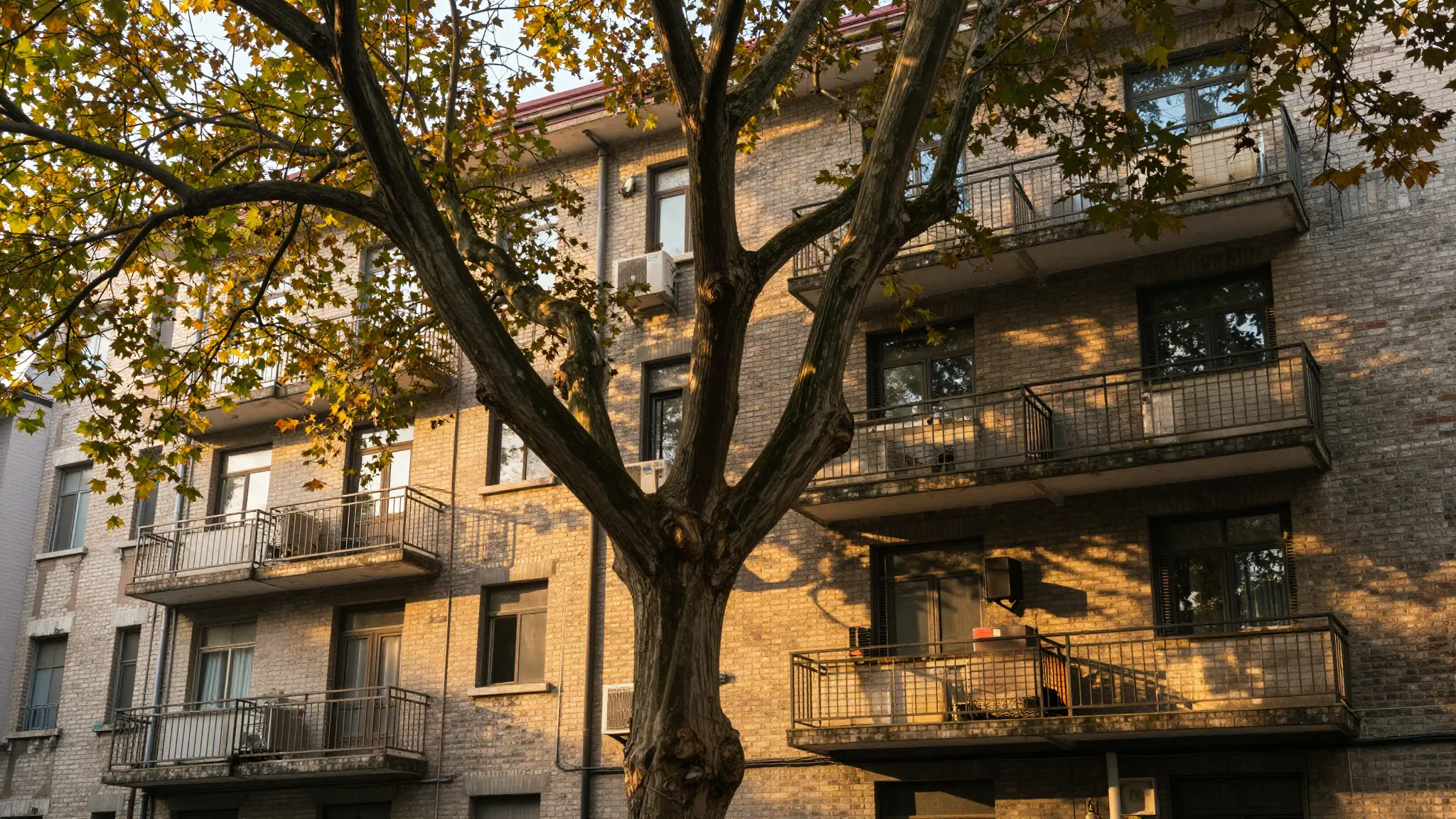A giant old maple tree with thick branches and golden-green ...
