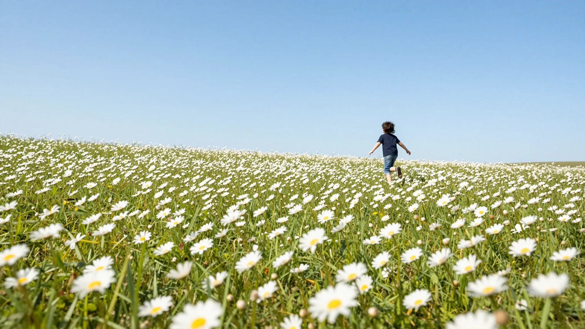 A beautiful sunny meadow with blooming daisies, a silhouette...