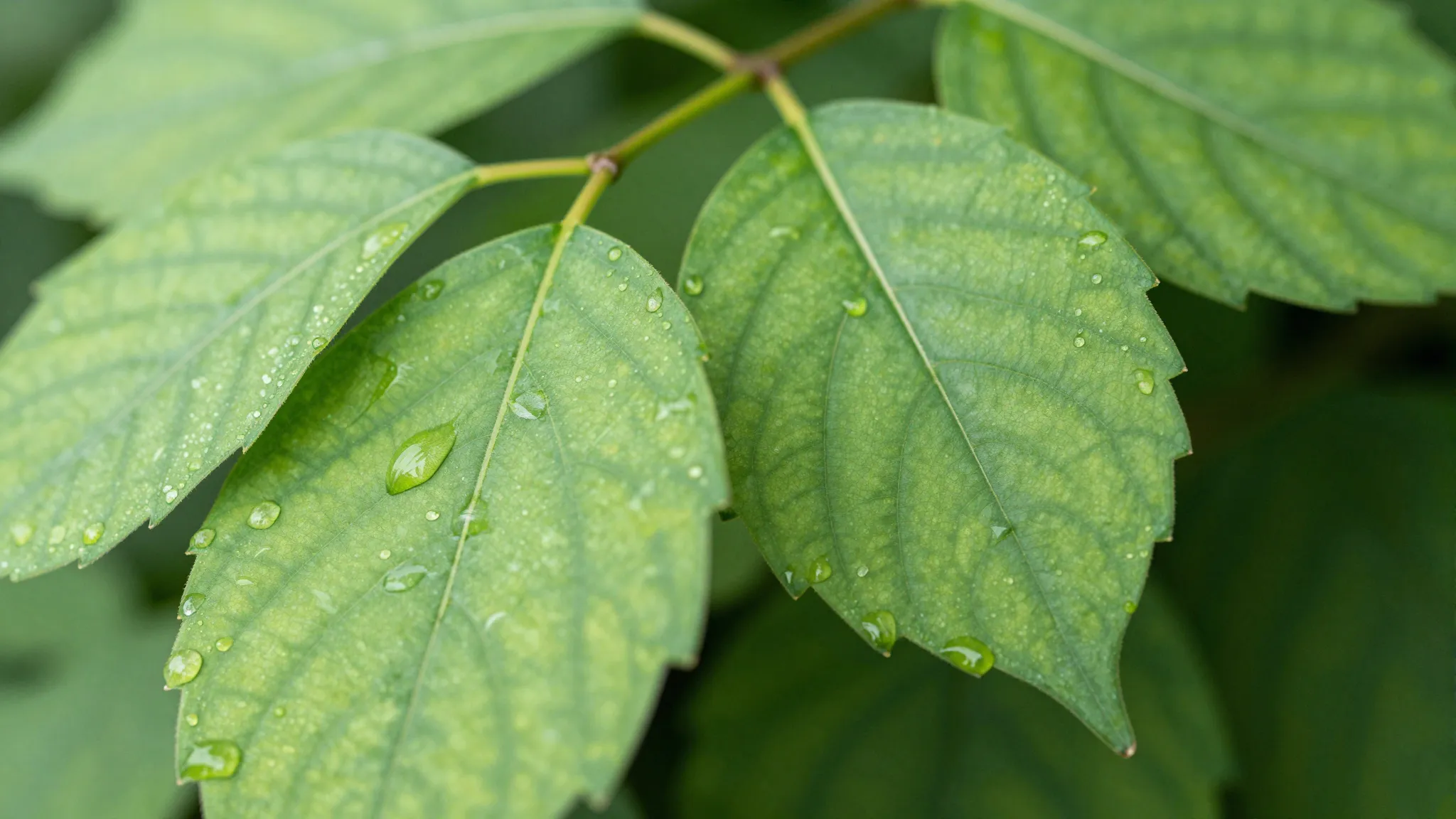 Close-up of fresh green leaves with water droplets, symboliz...