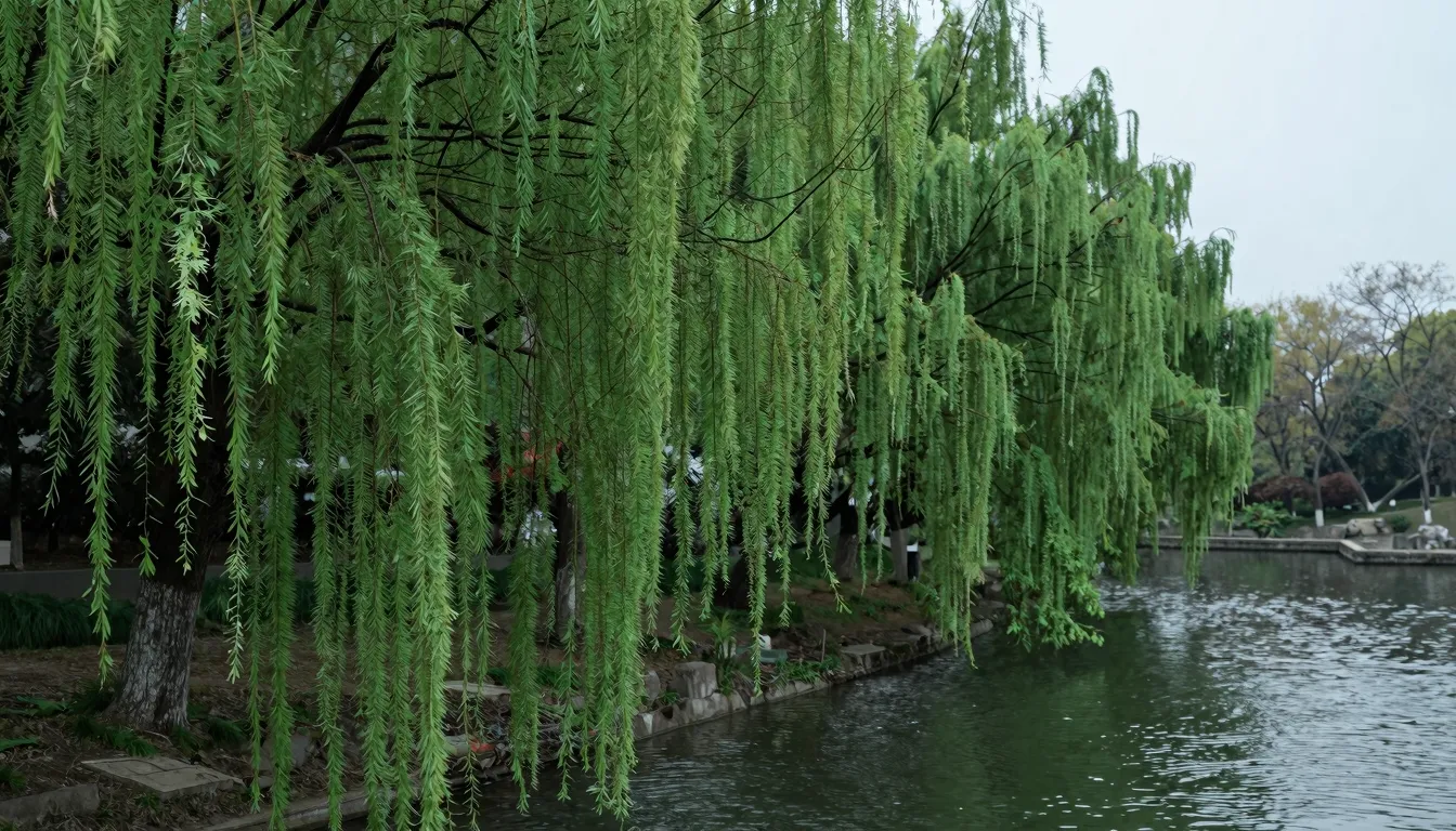 A lush green weeping willow tree by a narrow stream in sprin...