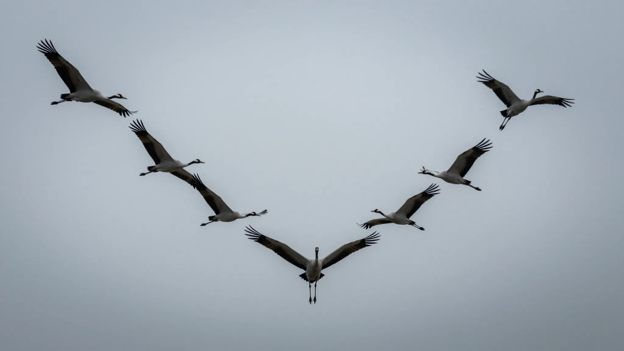 Low angle view looking directly up at a migratory crane wedg...