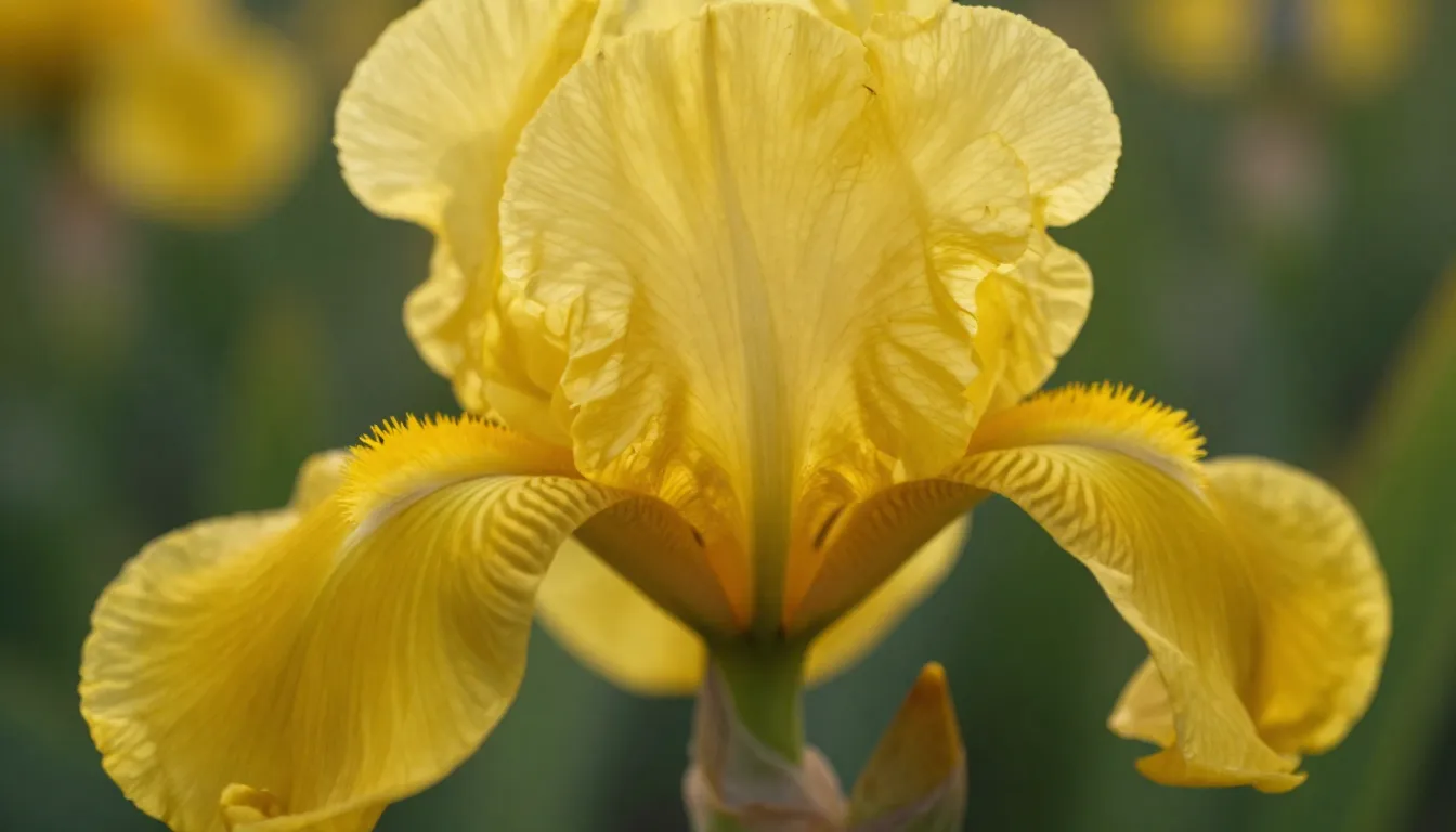 A stunning macro shot of a bright yellow cultivated iris, pe...