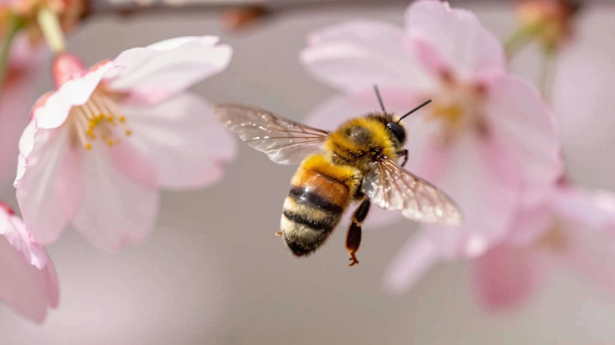 Macro shot of a bumblebee hovering in mid-air near blooming ...