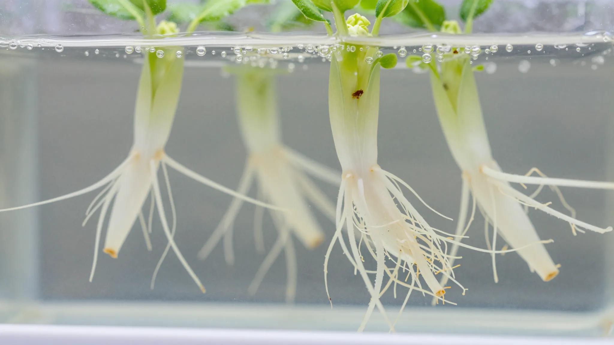 Close-up of healthy white plant roots submerged in clear wat...