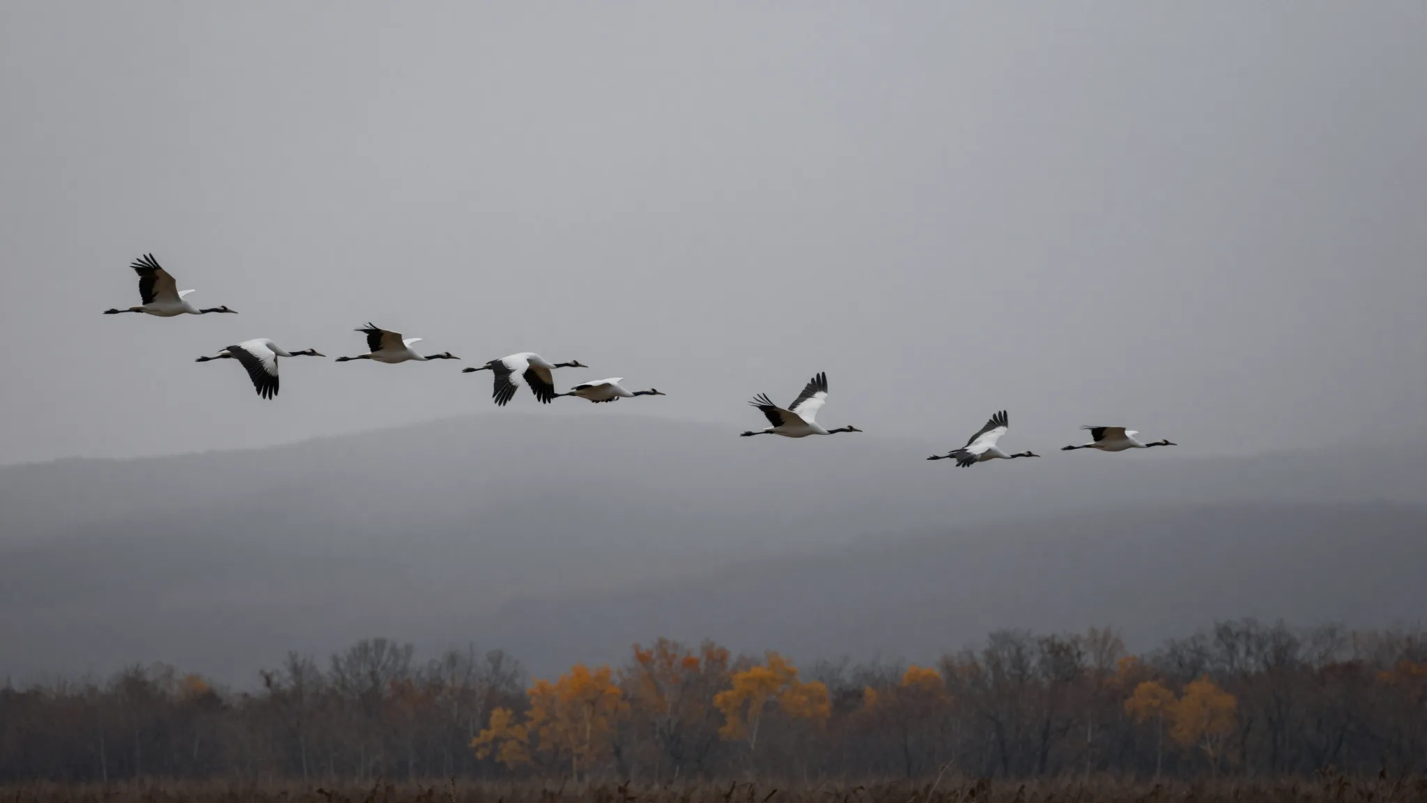 A majestic flock of Siberian white cranes flying in a perfec...
