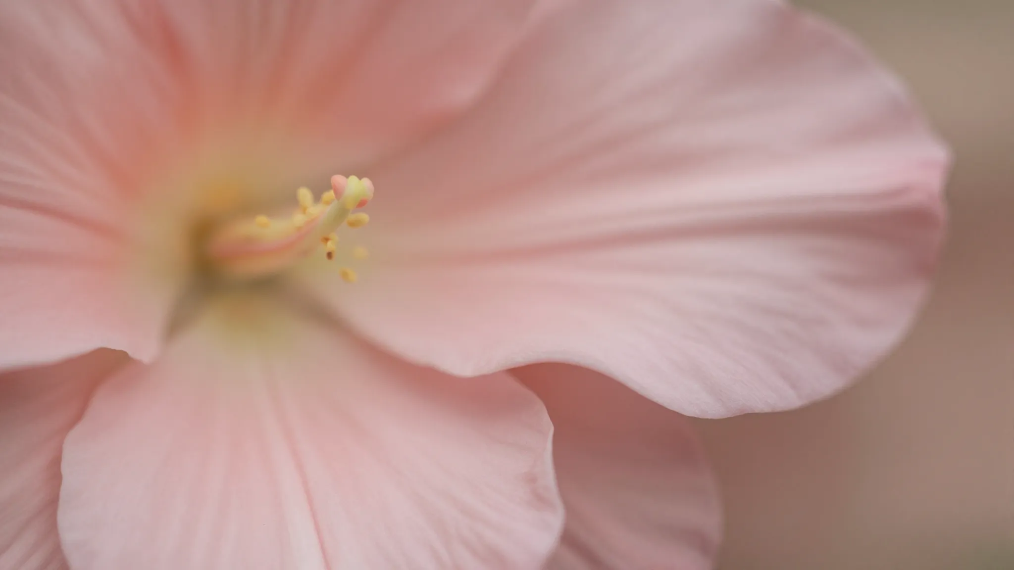 Abstract artistic representation of soft pink flower petals,...