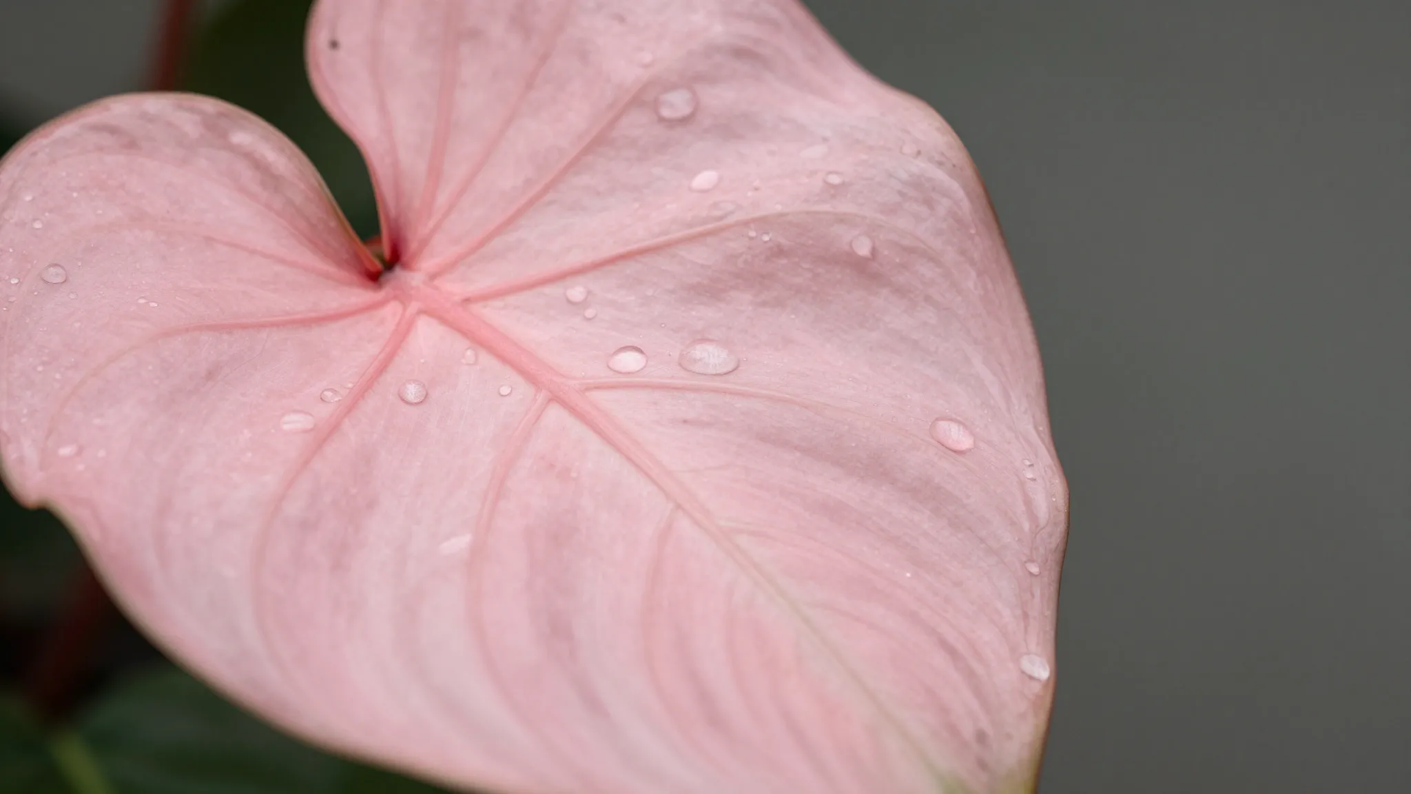 Close-up of a rare pink Syngonium leaf, soft pastel colors, ...