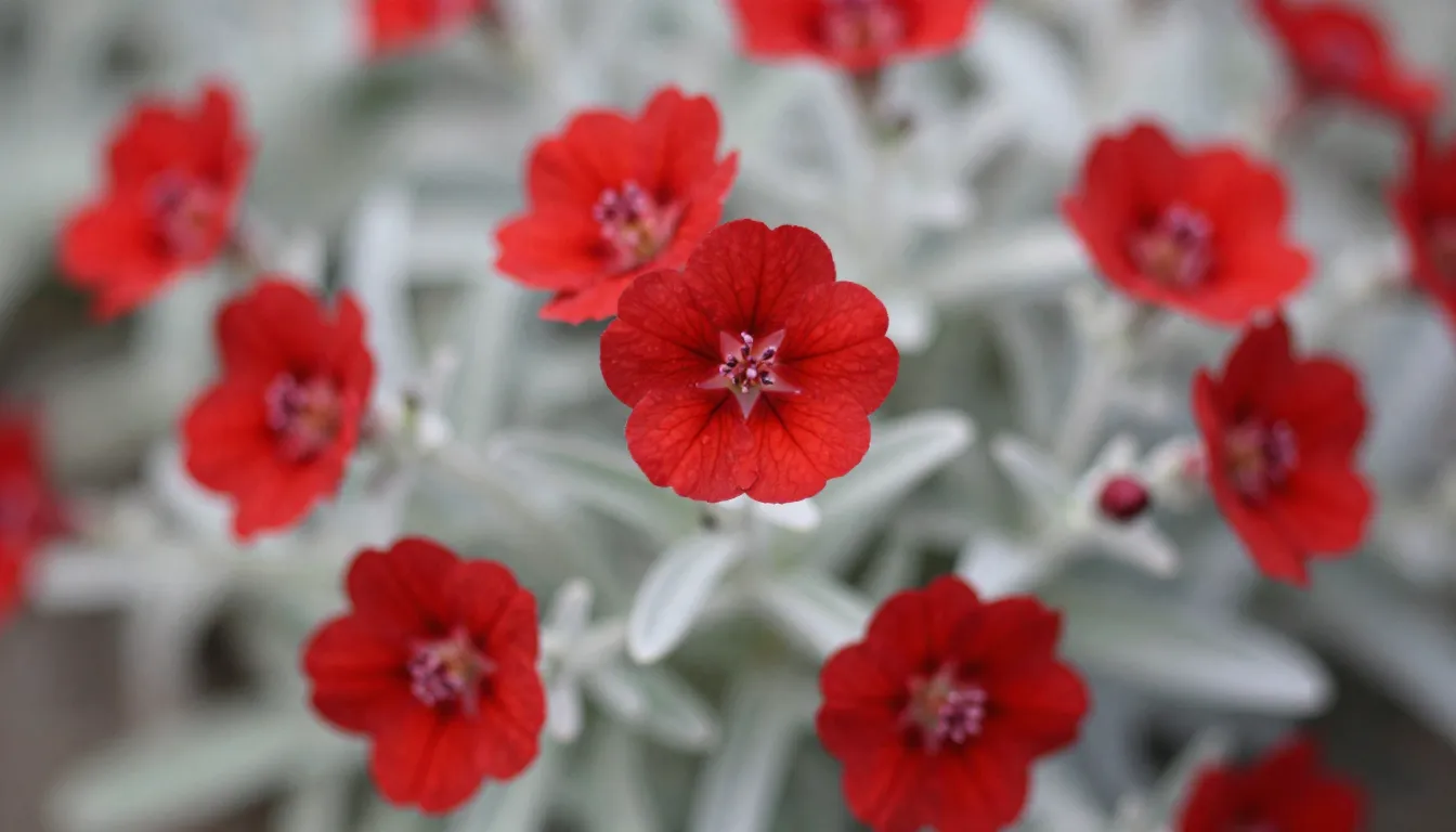 Close-up of Lychnis coronaria flowers, bright crimson petals...